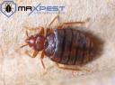 Max Bed Bug Control Perth logo